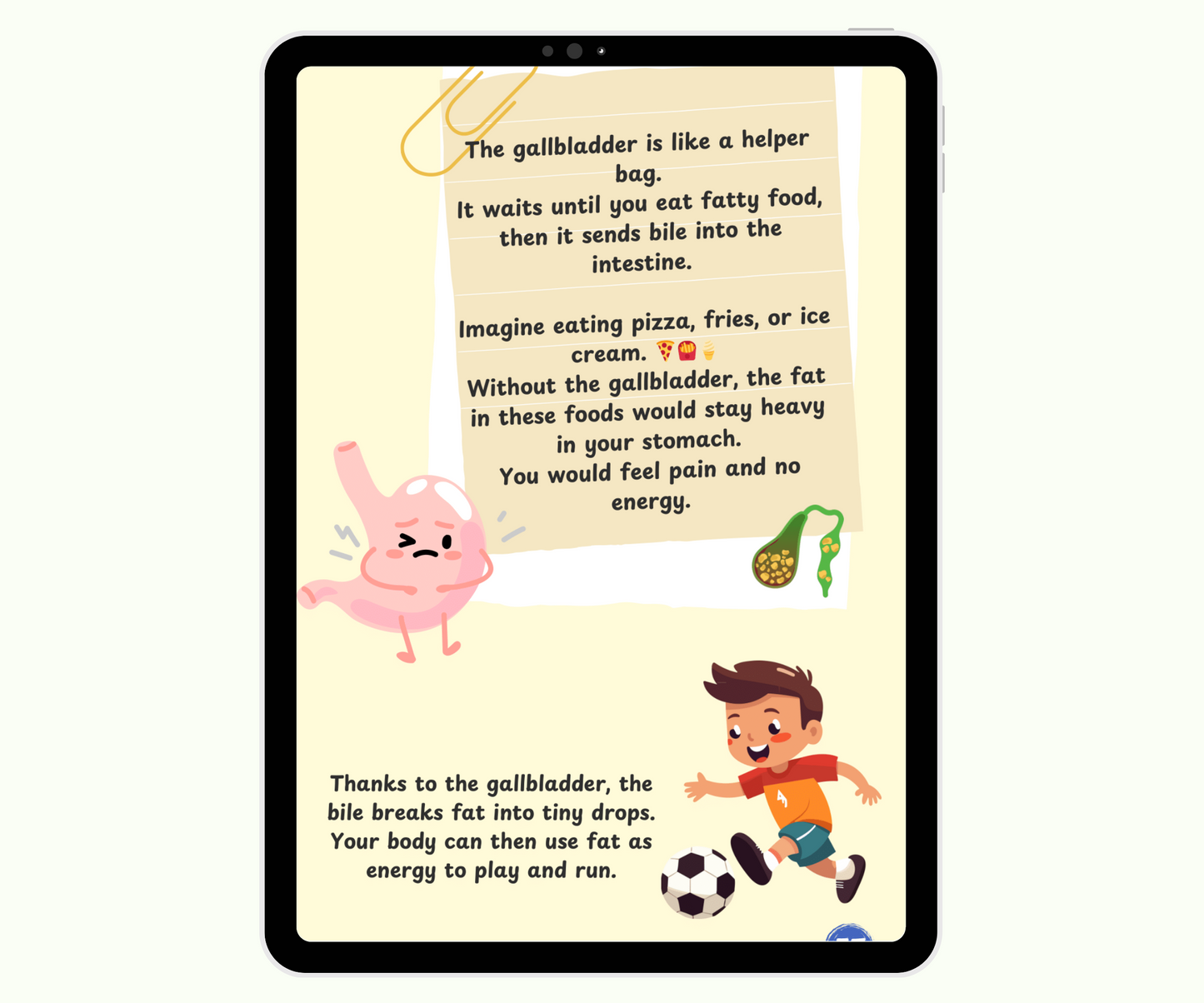 The Digestive System: The Food Adventure Inside You