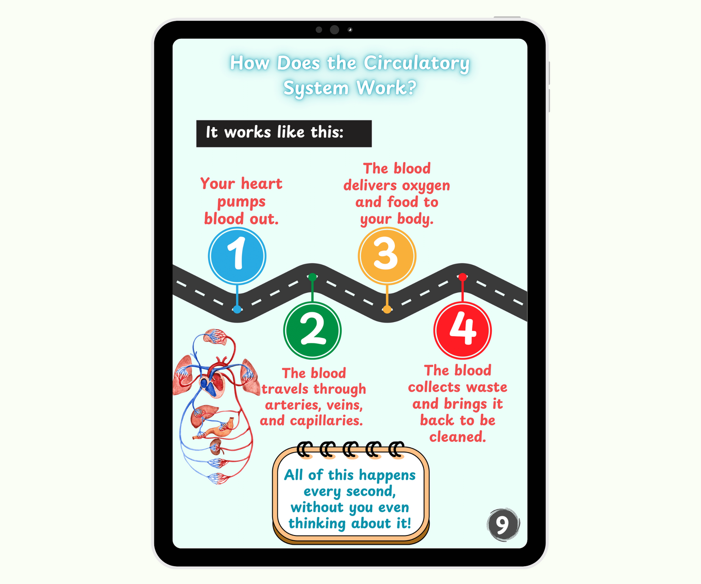 The Circulatory System: The Heart and Blood Super Team