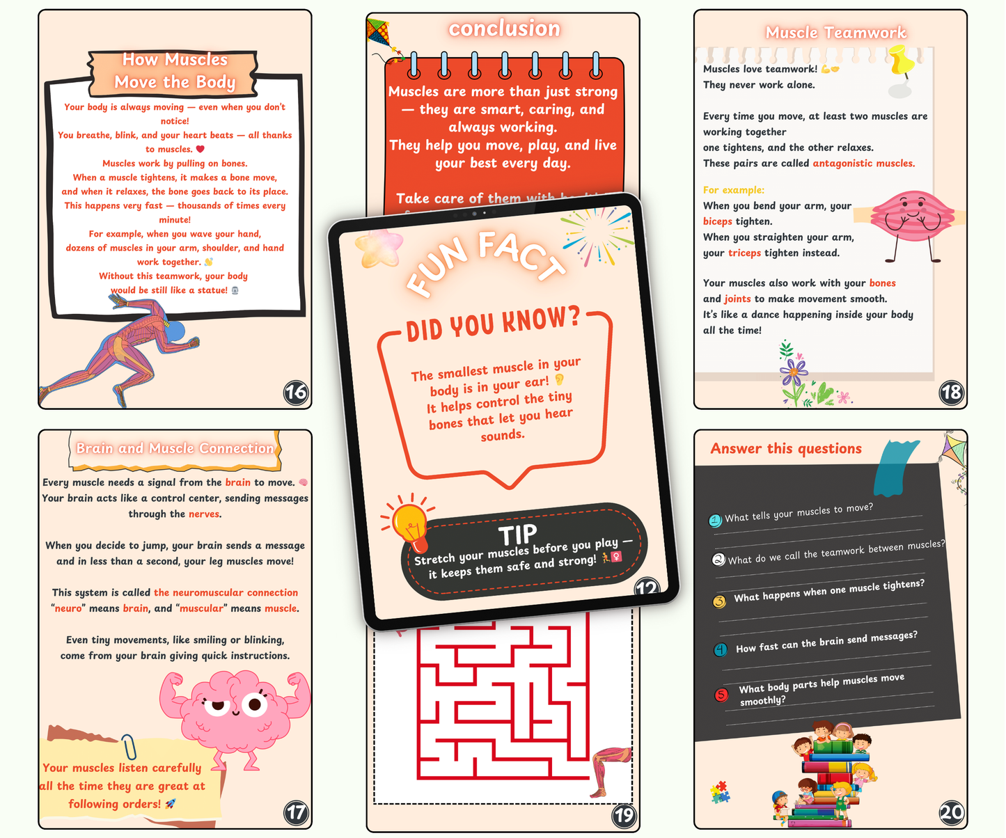 The Muscular System: Muscles That Move Your World