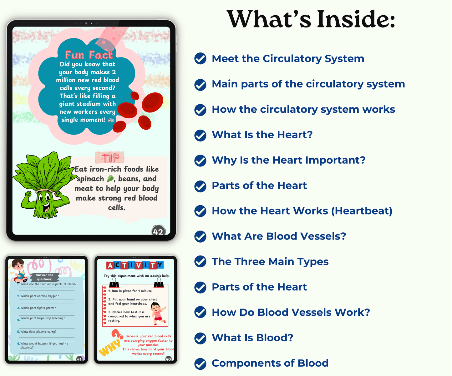 The Circulatory System: The Heart and Blood Super Team
