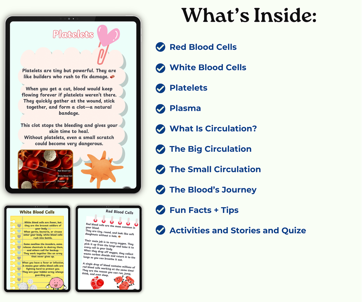 The Circulatory System: The Heart and Blood Super Team
