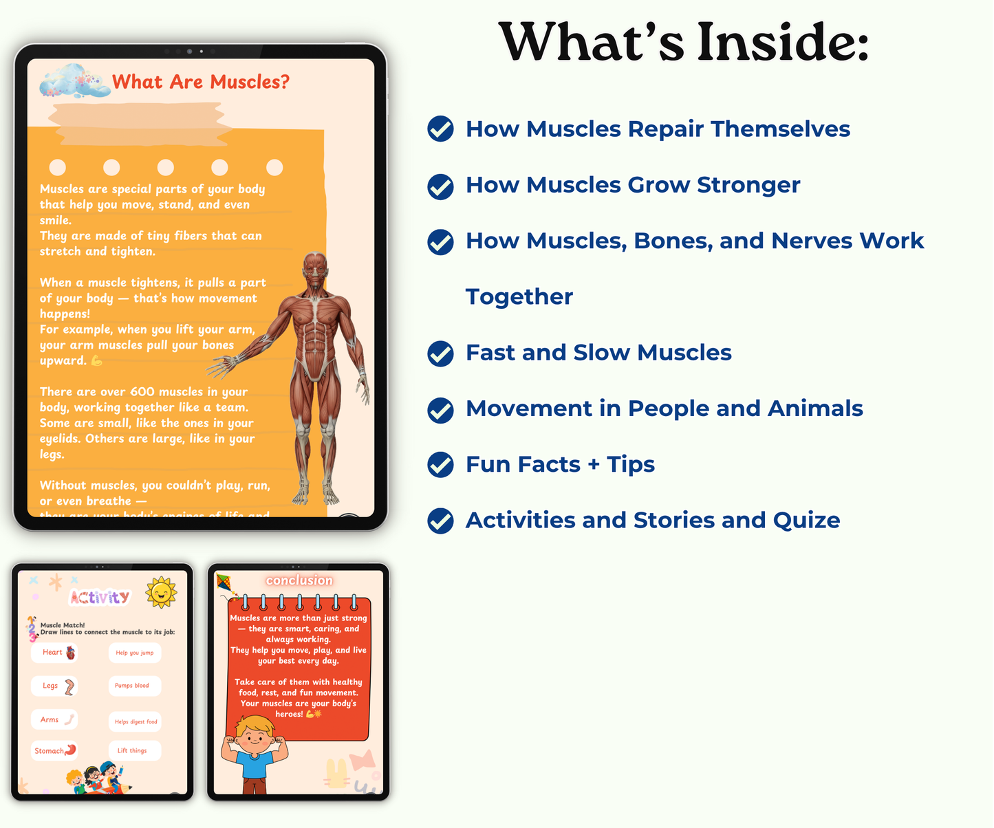 The Muscular System: Muscles That Move Your World