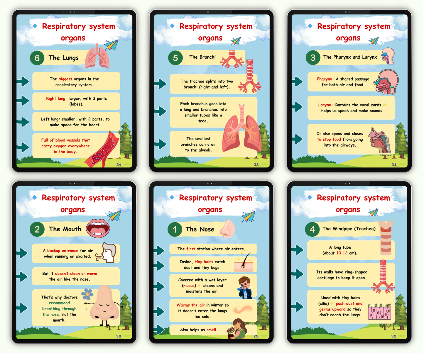 The Respiratory System: Breathing Magic for Life