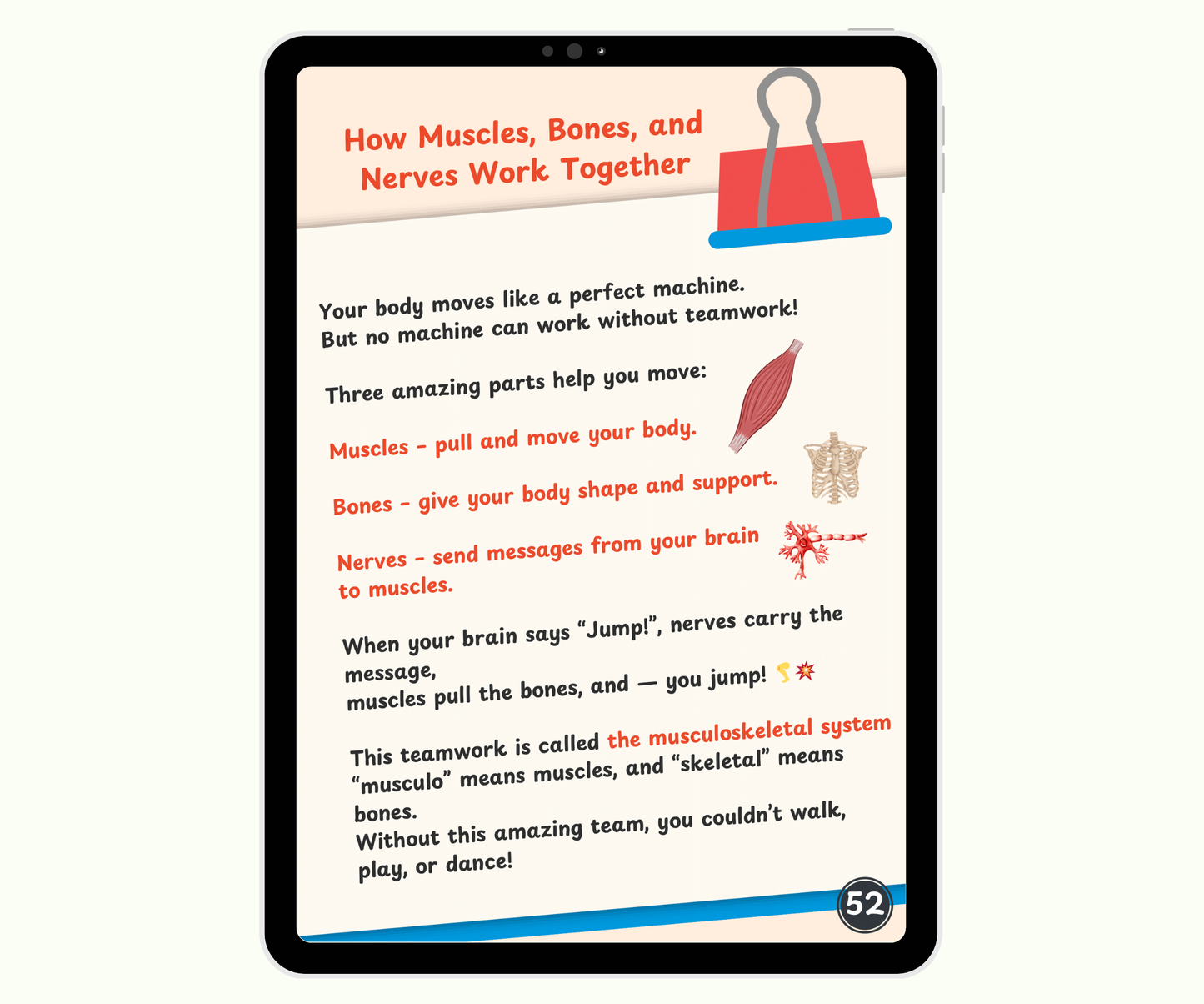 The Muscular System: Muscles That Move Your World