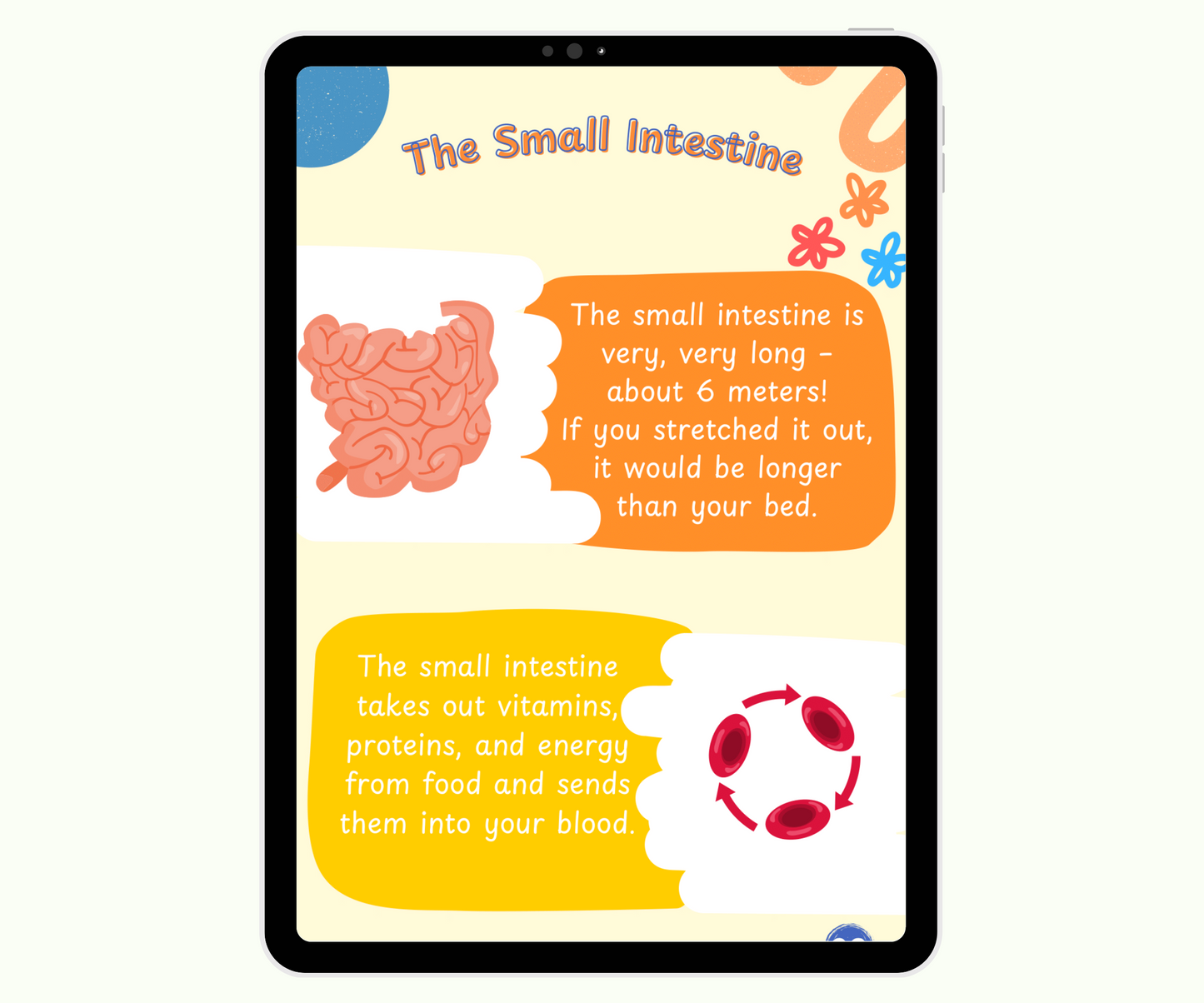 The Digestive System: The Food Adventure Inside You