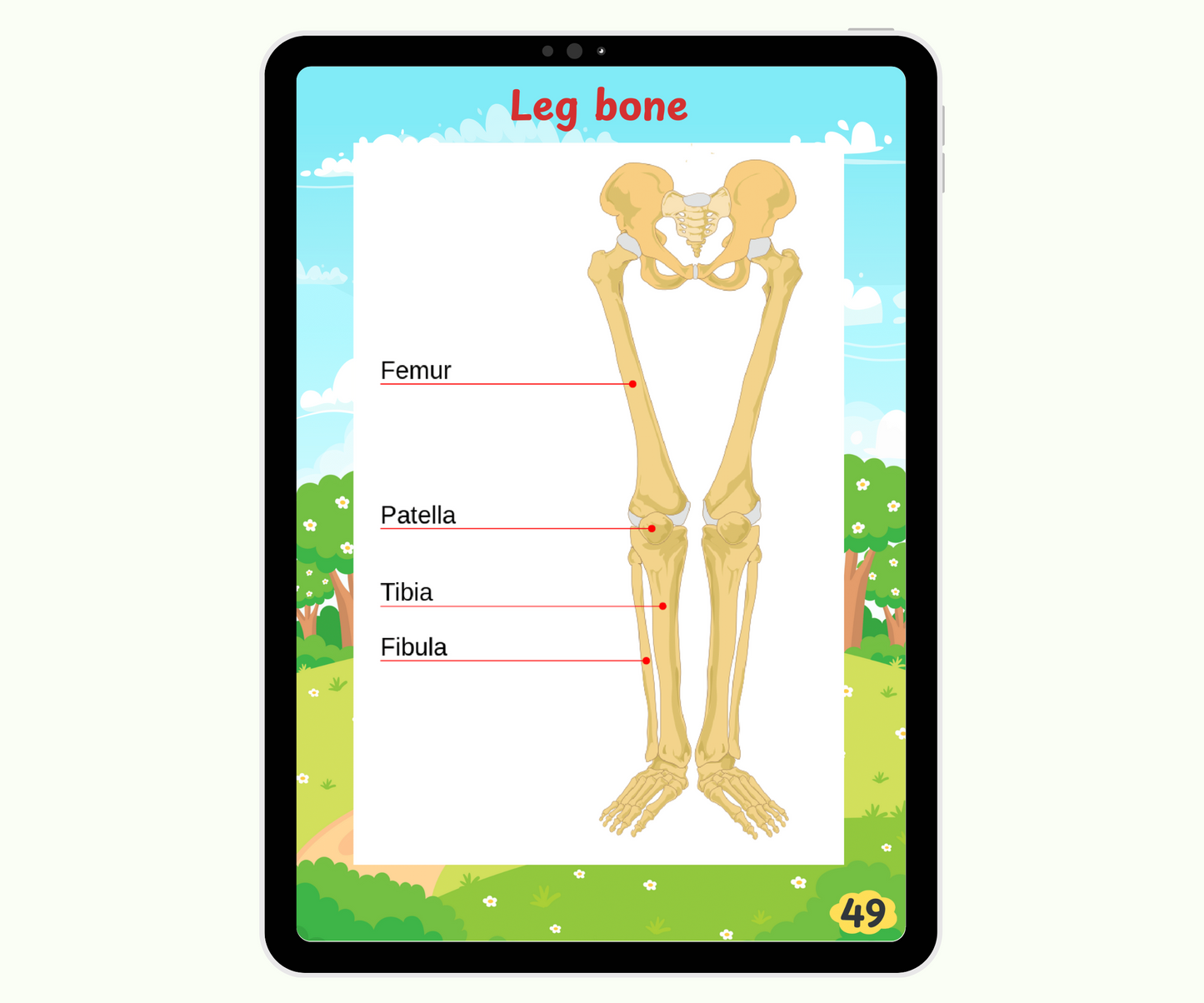 The Skeletal System: Strong Bones, Strong You