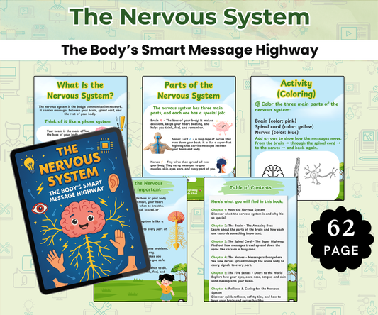 The Nervous System: The Body’s Smart Message Highway