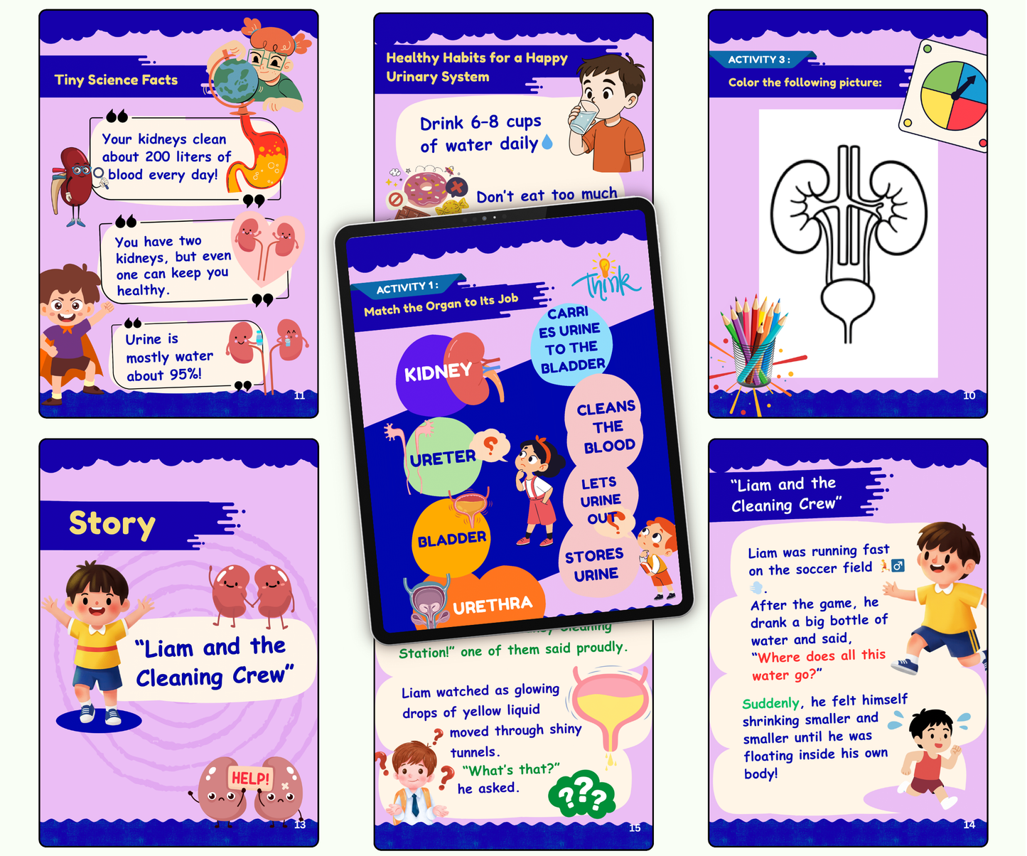 The Urinary System: The Body’s Cleaning Factory