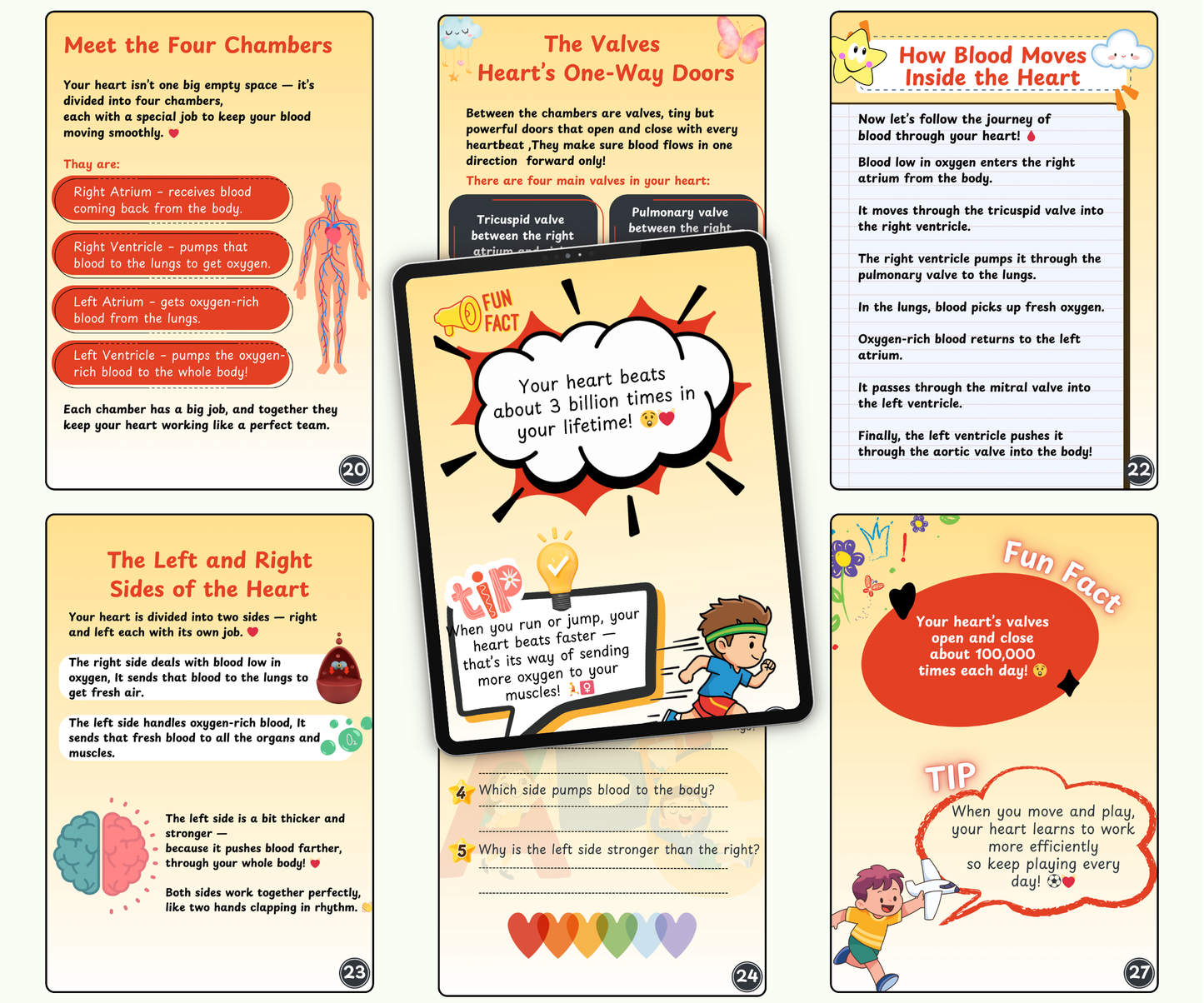 The Heart: The Tireless Engine of Life