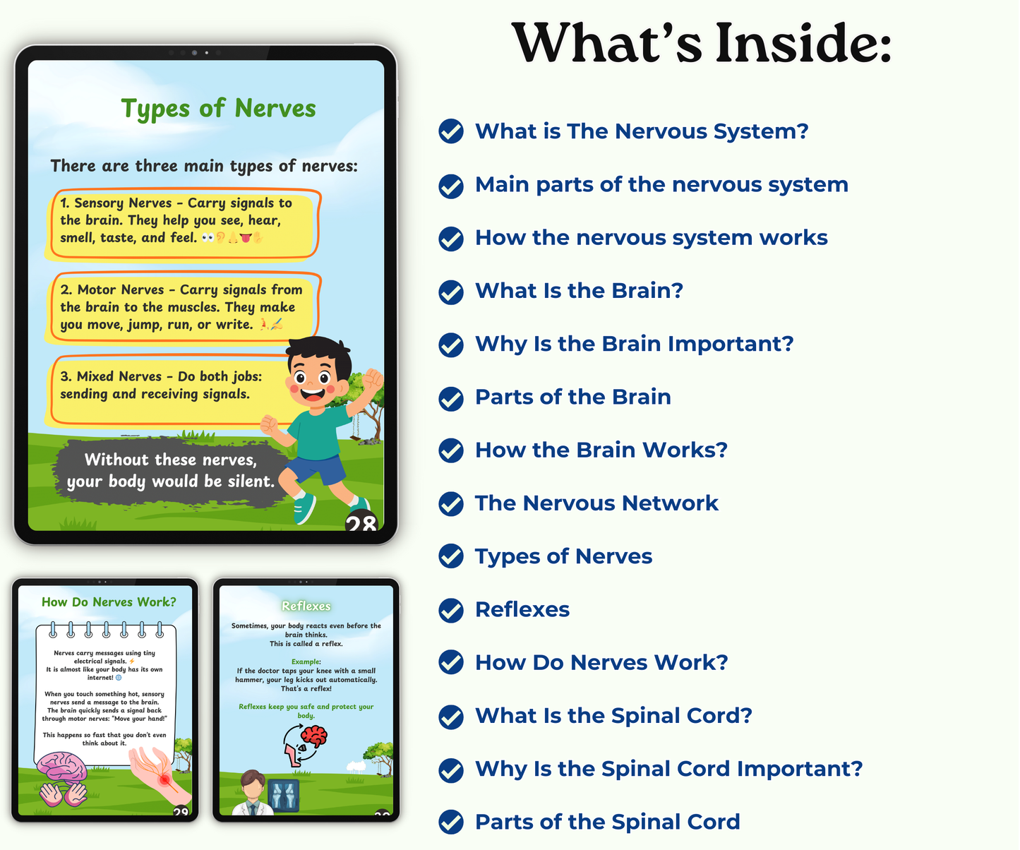 The Nervous System: The Body’s Smart Message Highway