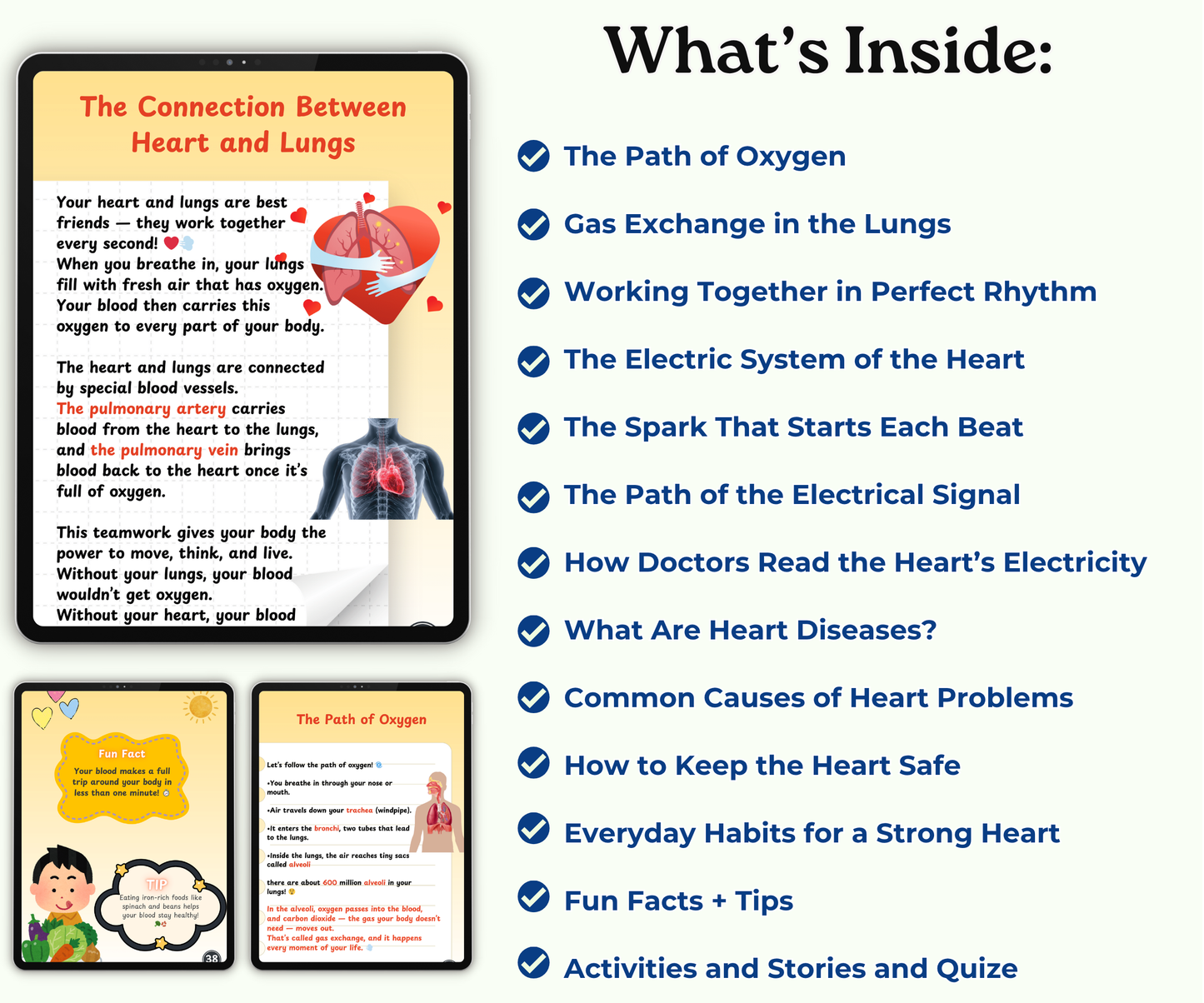 The Heart: The Tireless Engine of Life