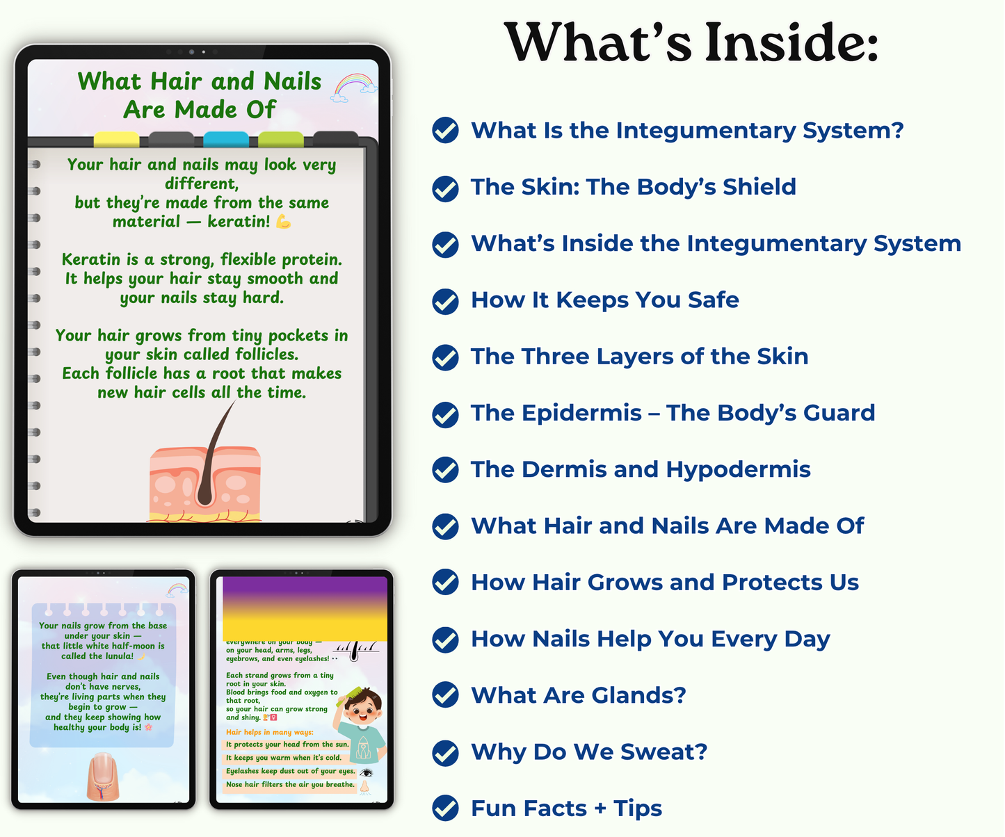 The Integumentary System: Skin, Hair & Nails – Your Outer Armor