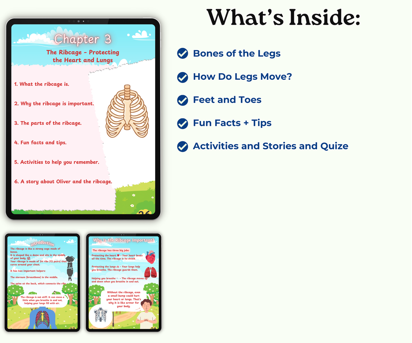 The Skeletal System: Strong Bones, Strong You