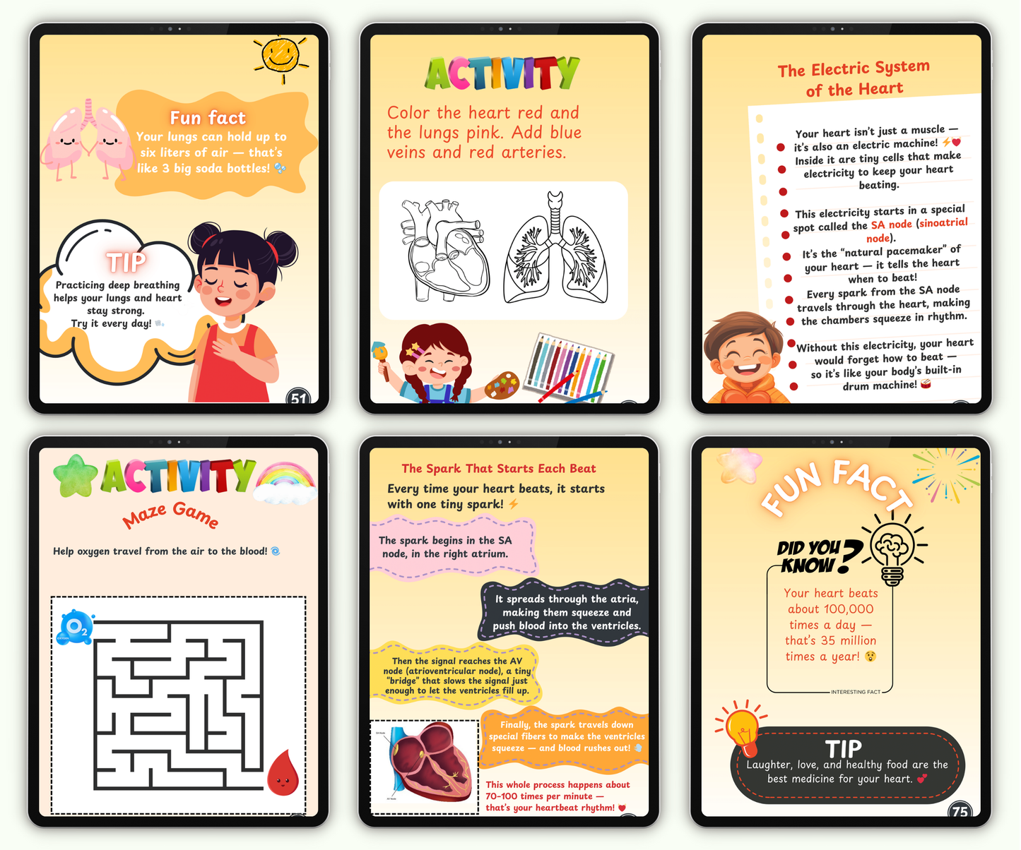 The Heart: The Tireless Engine of Life