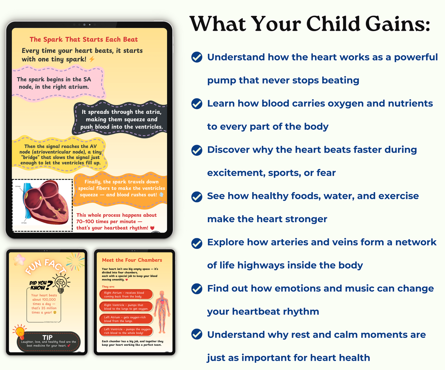 The Heart: The Tireless Engine of Life
