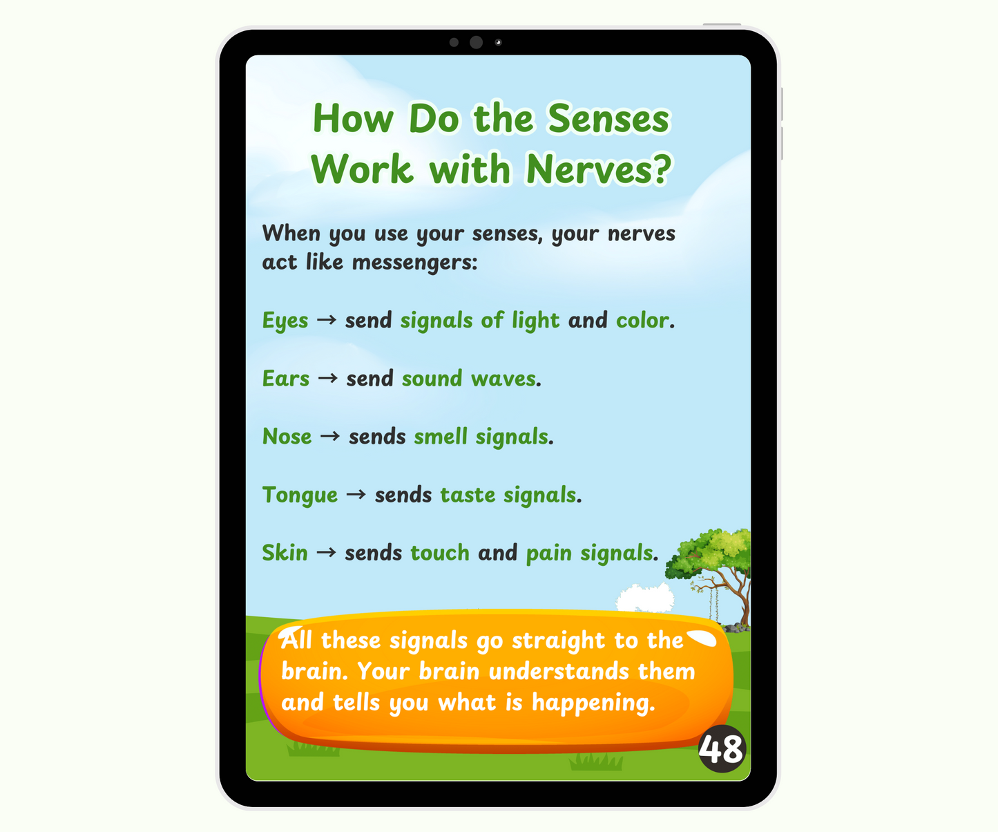 The Nervous System: The Body’s Smart Message Highway