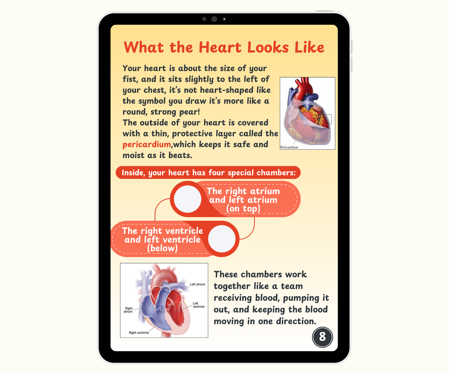 The Heart: The Tireless Engine of Life