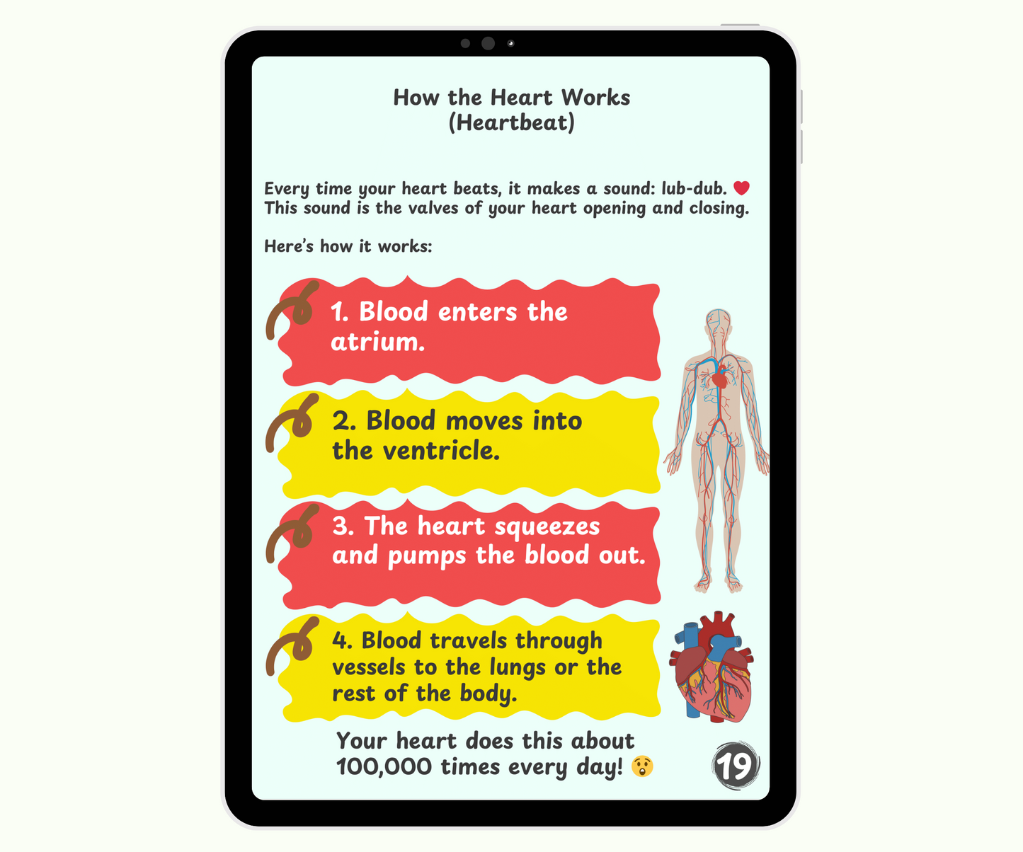 The Circulatory System: The Heart and Blood Super Team