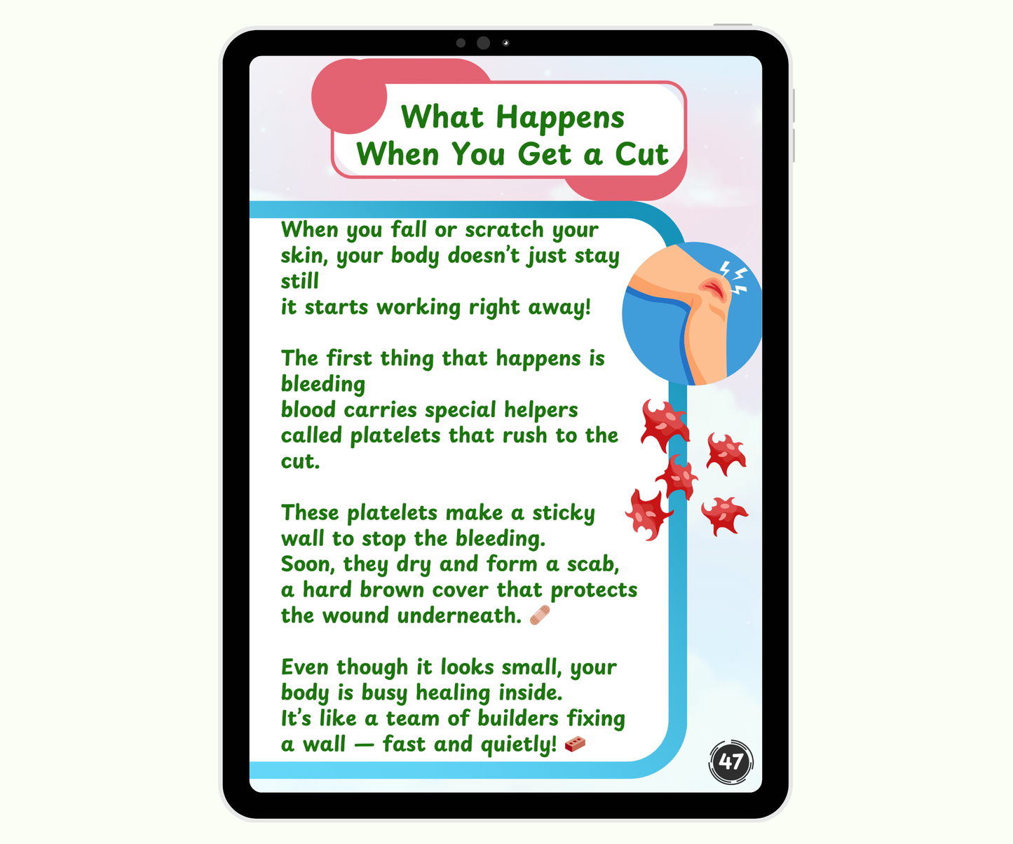 The Integumentary System: Skin, Hair & Nails – Your Outer Armor