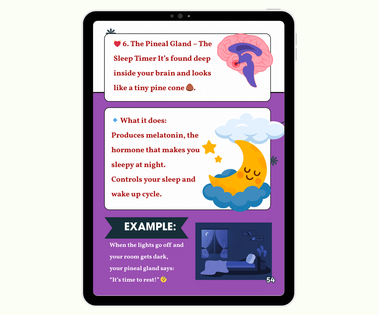 The Endocrine System: Tiny Glands with Big Powers