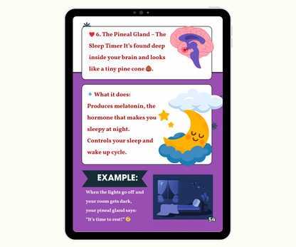 The Endocrine System: Tiny Glands with Big Powers