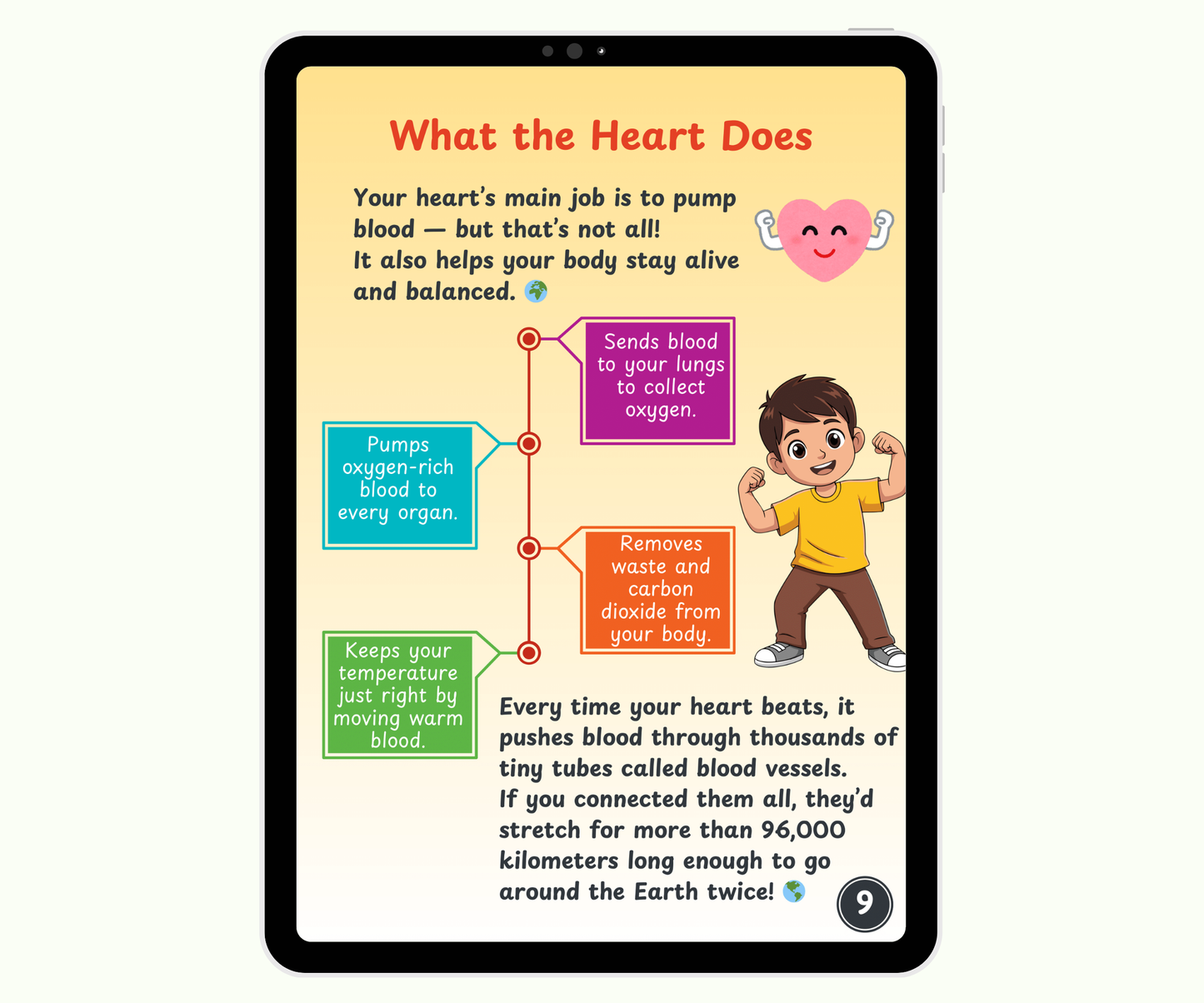 The Heart: The Tireless Engine of Life