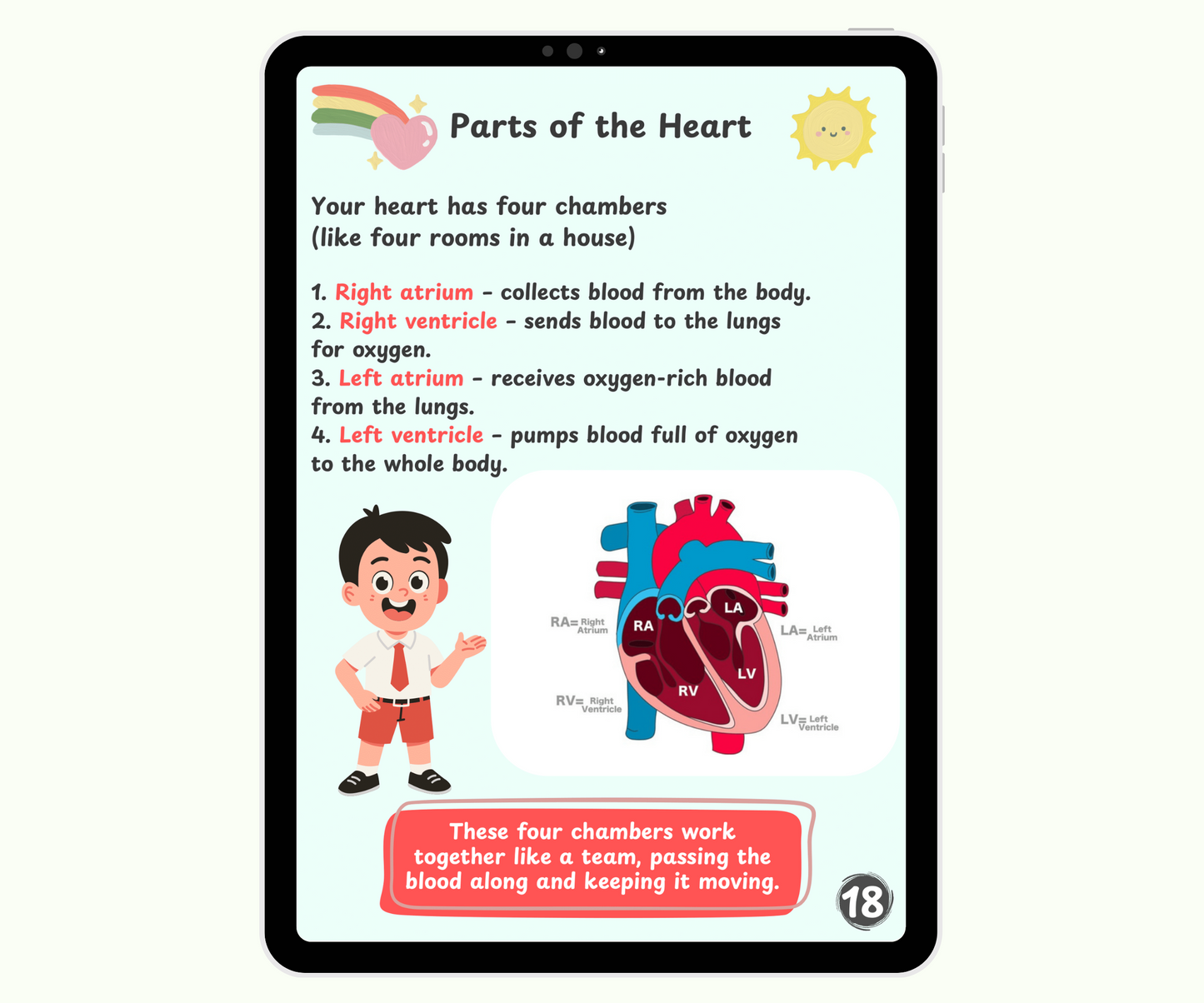 The Circulatory System: The Heart and Blood Super Team