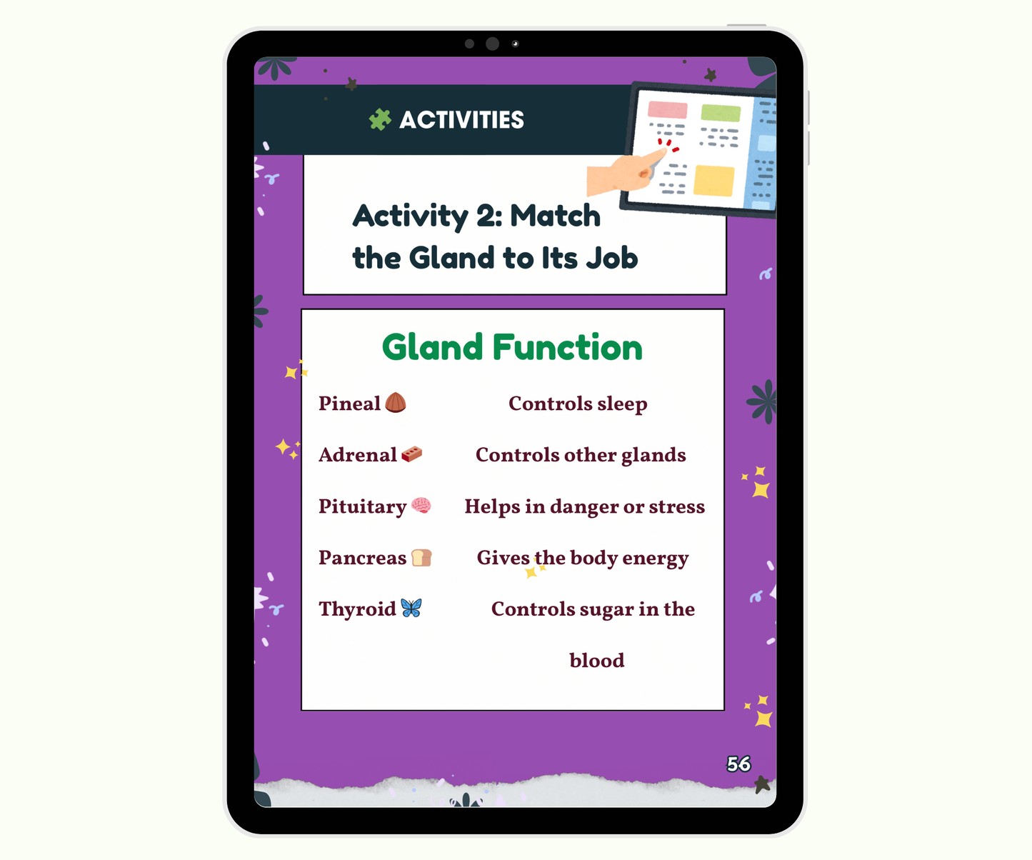 The Endocrine System: Tiny Glands with Big Powers