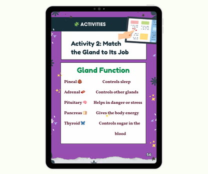 The Endocrine System: Tiny Glands with Big Powers