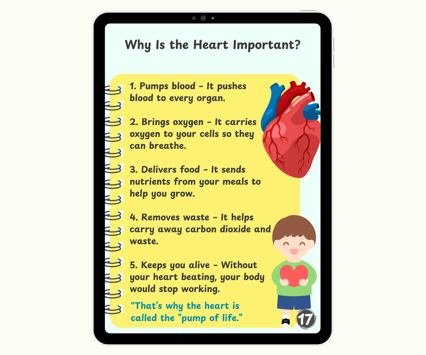 The Circulatory System: The Heart and Blood Super Team