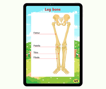 The Skeletal System: Strong Bones, Strong You