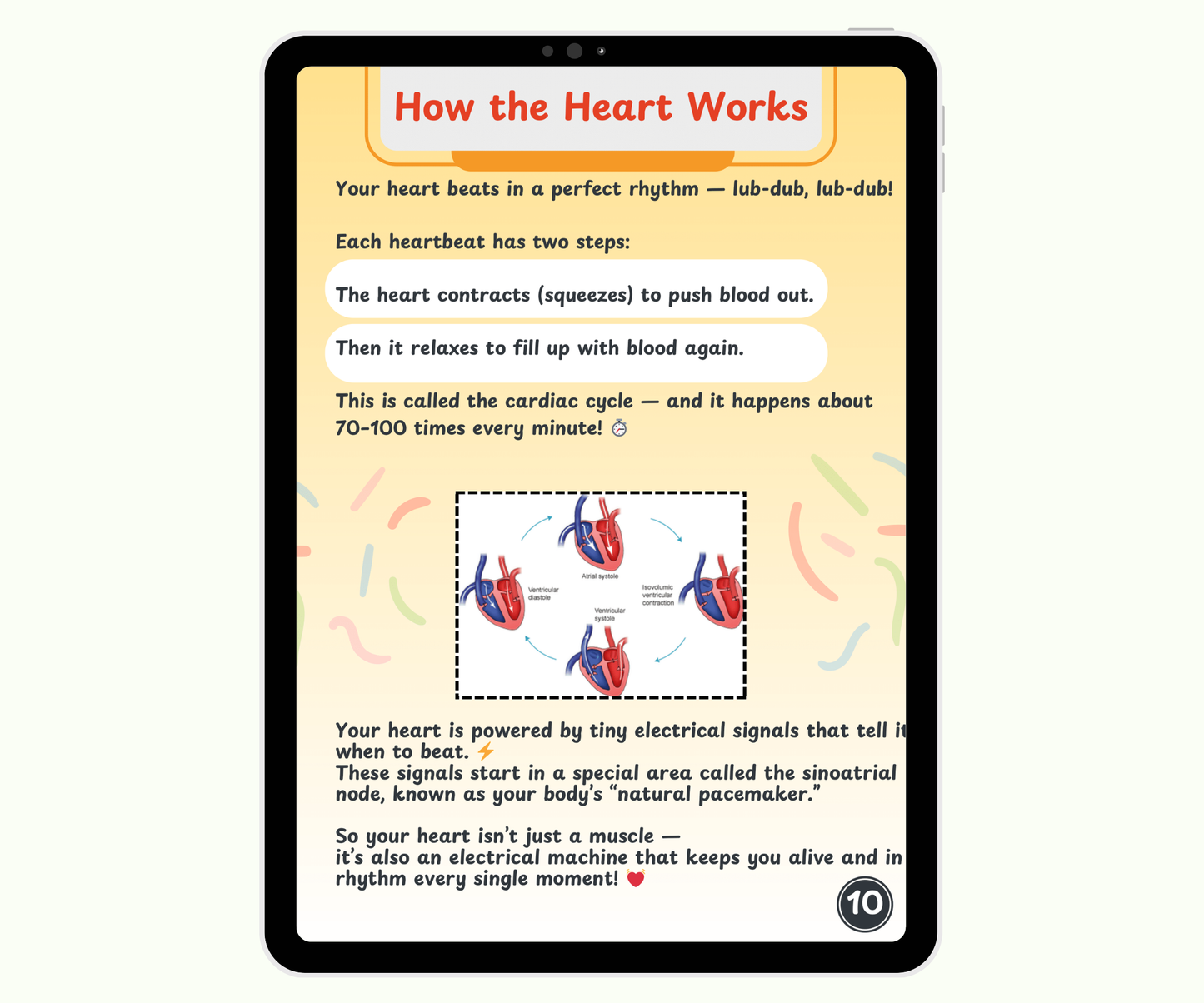 The Heart: The Tireless Engine of Life